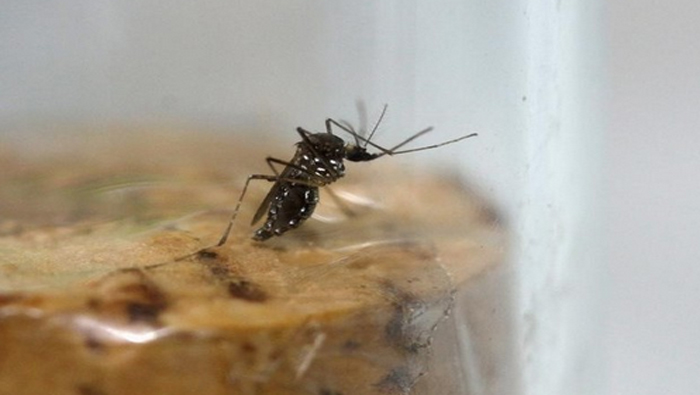 El virus Zika se transmite a las personas a través de la picadura del mosquito Aedes aegypti en las regiones tropicales.