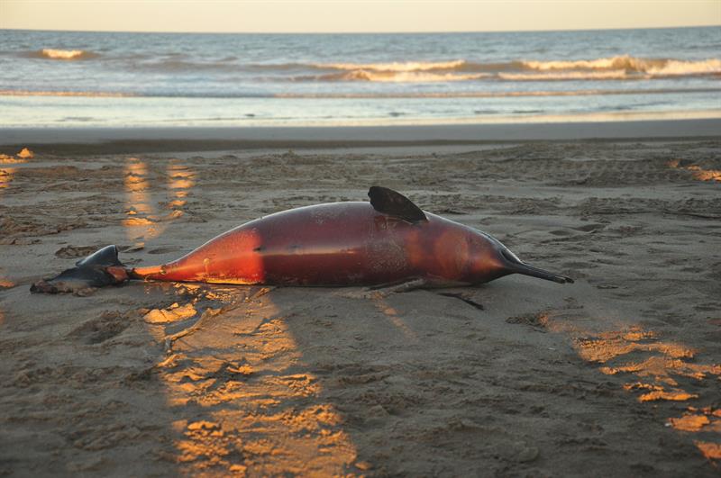 Los delfines aparecieron en seis playas concurridas por turistas en Argentina y tenían marcas de redes en sus hocicos.