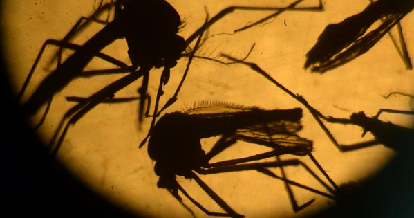 El virus Zika se transmite a las personas a través de la picadura de mosquitos infectados del género Aedes