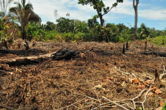 La deforestación en Colombia aumentó un 16 por ciento en 2014, lo que representa unas 140 mil 356 hectáreas de bosques naturales.
