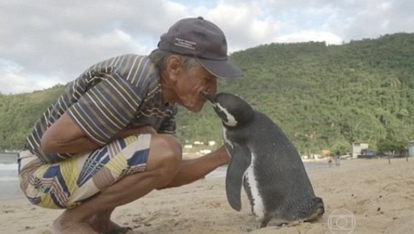 El pingüino pasa ocho meses con su salvador y luego regresa a las costas de Argentina y Chile por cuatro meses. | Foto: Tv Globo
