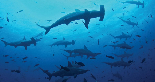 El Tiburón Martillo es una especie en extinción