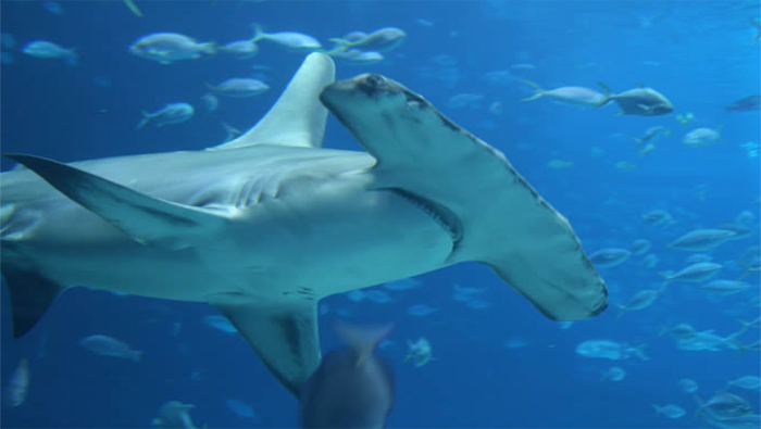 Los tiburones martillos serán protegidos de manera especial.