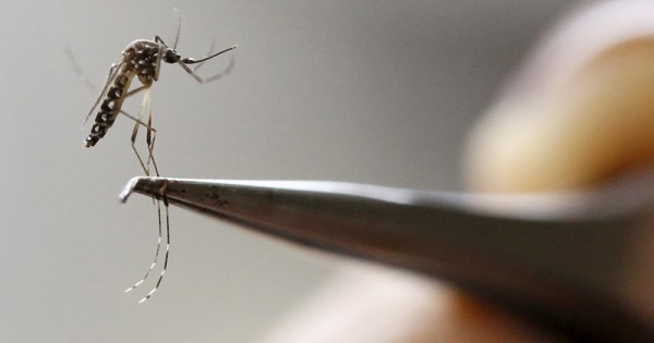 El Ministerio de Salud de Ecuador trabaja en conjunto con otros ministerios para combatir al mosquito Aedes Aegypti.