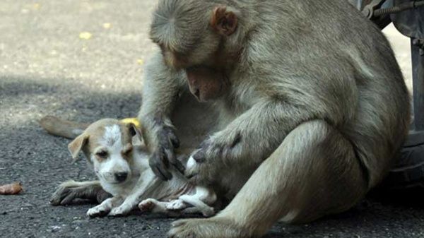 El espíritu protector del mono ha sido admirado por los habitantes de la localidad india.