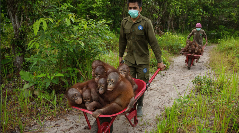 Fotografía del año: Orangutanes huérfanos como consecuencia de los incendios de 2015
