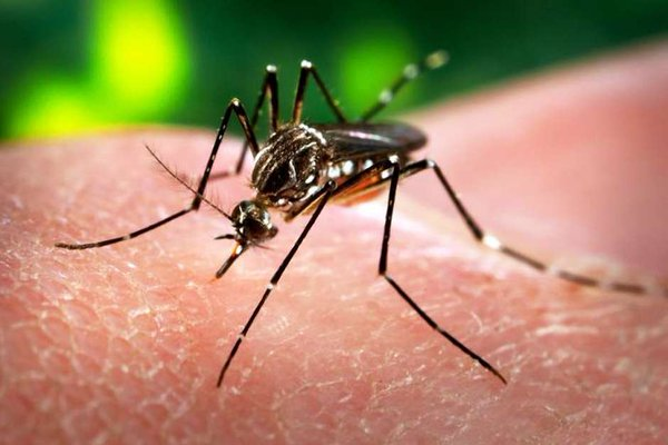 Confirman en Noruega tres casos de virus del Zika