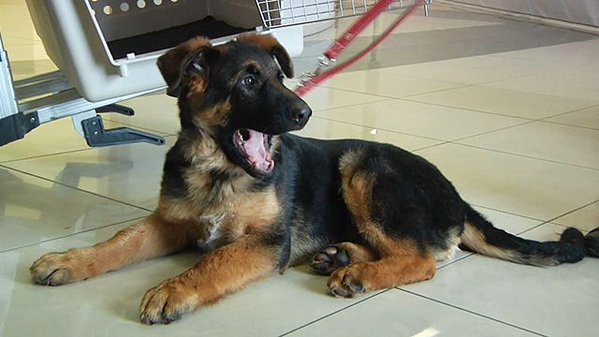 El canino recibirá entrenamiento para entrar pronto en servicio policial.