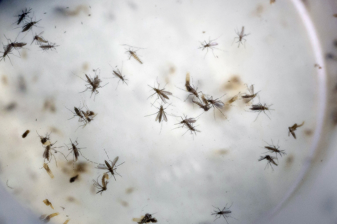 El Aedes aegypti también es responsable de la transmisión del virus del Zika, el chikungunya, dengue y la fiebre amarilla.
