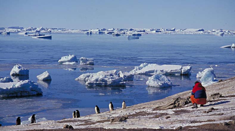 Los pingüinos son especies que viven en colonias que se encuentran desperdigadas a lo largo de la gran superficie helada.