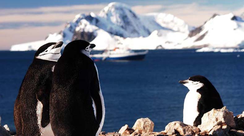 Los pingüinos son habituales de la región antártica. Aquí se encuentran siete especies: emperador, rey, adelia, barbijo, papúa, macaroni y penacho amarillo. 