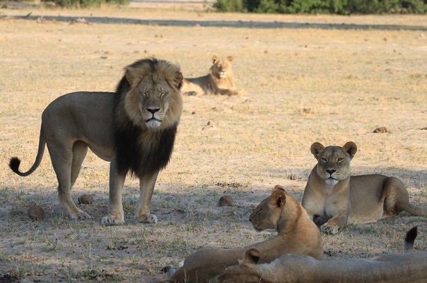 Después del asesinato de Cecil, la caza de leones fue prohibida en Zimbabue.