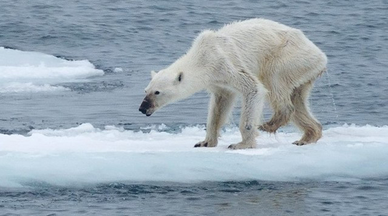 Esta especie se encuentra en peligro de extinción a causa del cambio climático, debido a que hielo marino ártico está desapareciendo y con él la zona de caza y de apareamiento.