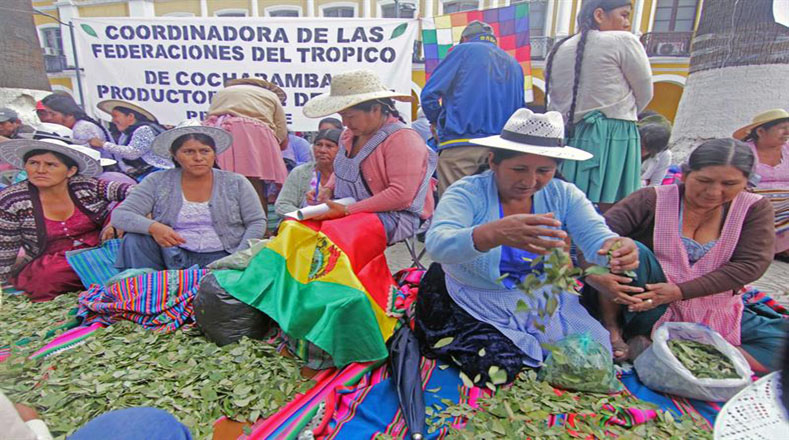 Los bolivianos celebraron este sábado el Día Nacional del Acullico para mostrar al mundo las bondades de la hoja de coca y sus derivados.