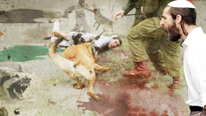 Palestina: ¿Cómo frenar a los perros de guerra?