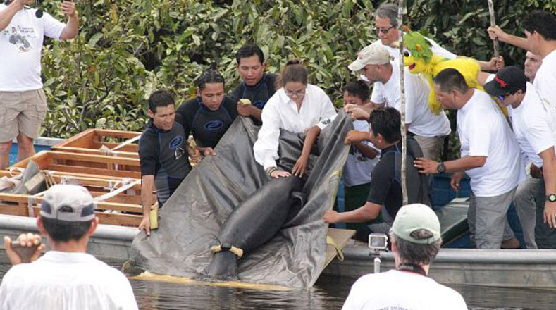 El Centro de Rescate Amazónico-CREA, en coordinación con Dallas World Aquarium (EE.UU.)  liberaron a tres manatíes en la reserva Tamshiyacu-Tahuayo.