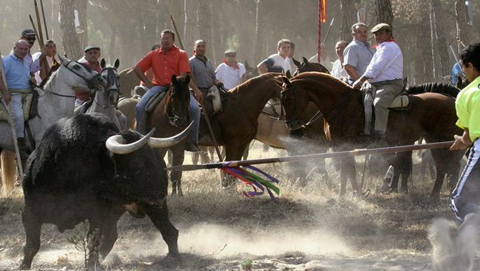 El Torneo de Toro de la Vega podría desaparecer tras más de 400 años de existencia.