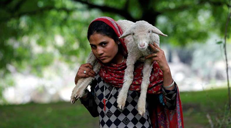 Una nómada lleva en sus hombros un cordero en Srinagar, la capital de verano de India. 