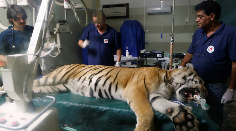 "Desde febrero hasta ahora han muerto en este zoo 40 animales”, lamentó uno de los veterinario.