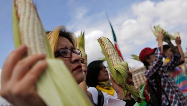 Productores de maíz conmemoran el día y rechazan los productos transgénicos de empresas como Monsanto (Reuters)