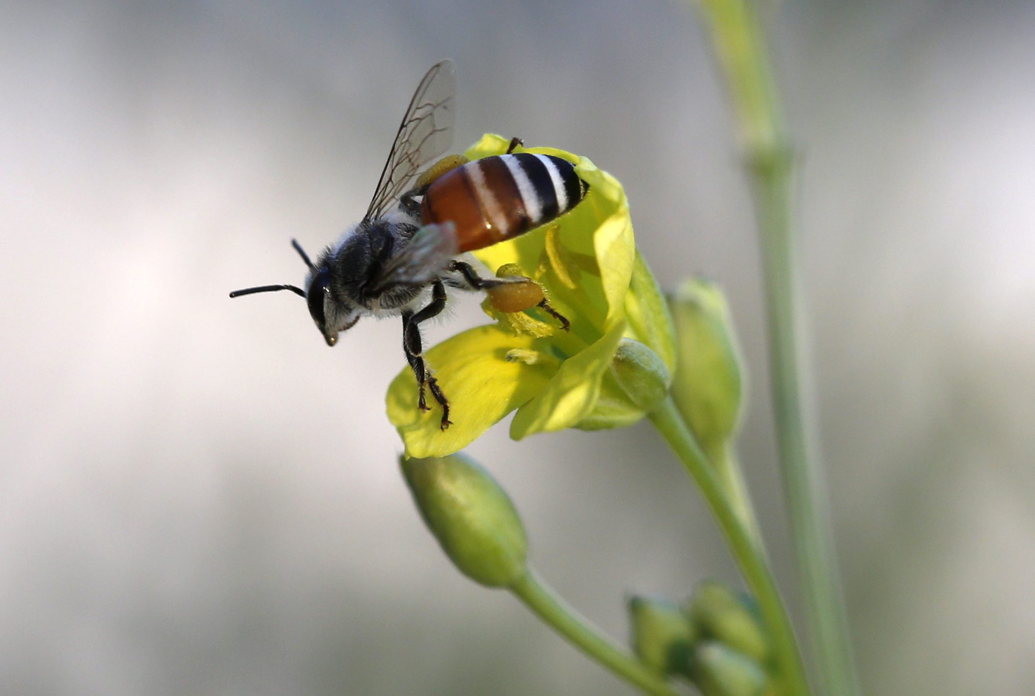 ¿Qué pasaría si no hubiera abejas? La biodiversidad, nuestra alimentación e incluso la economía se verían seriamente dañadas.