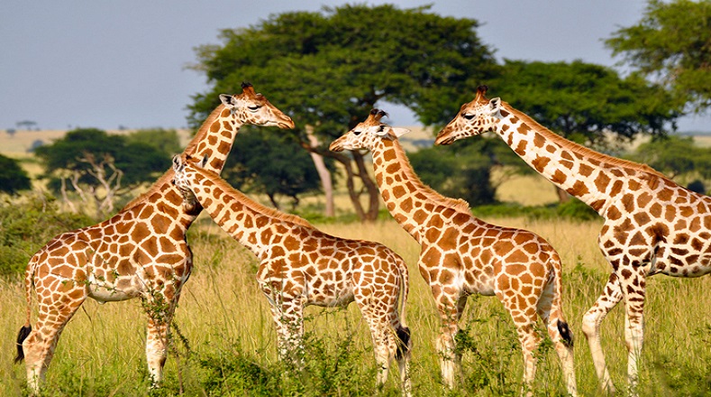 Las jirafas todavía viven en 21 países en África, pero espacios dentro de su hábitat están siendo utilizados especialmente para la agricultura.