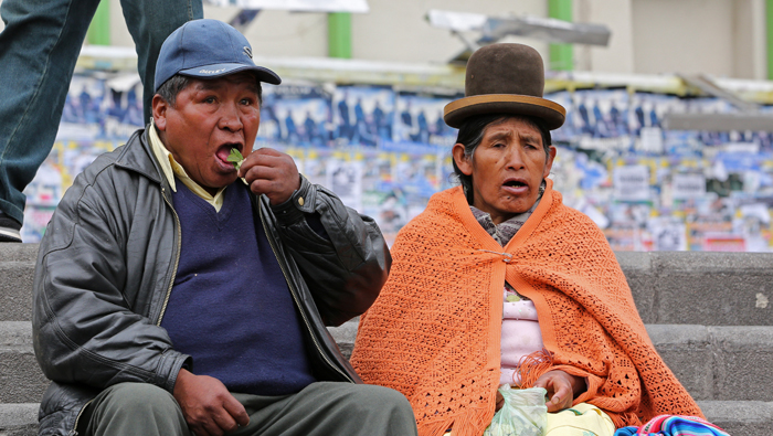 El Gobierno de Bolivia impulsa el cultivo de la hoja de coca para infusiones, mascado y la elaboración de alimentos.