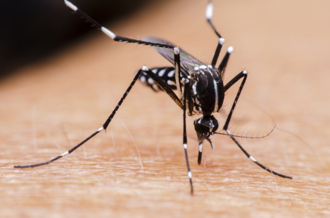 Un 40 por ciento de la población del mundo vive en áreas donde está en riesgo de infección con el dengue provocada por el mosquito Aedes aegypti.