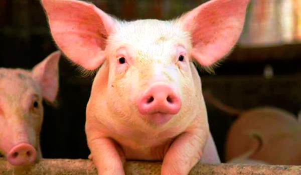 La peste porcina afecta drásticamente la cría de cerdos.