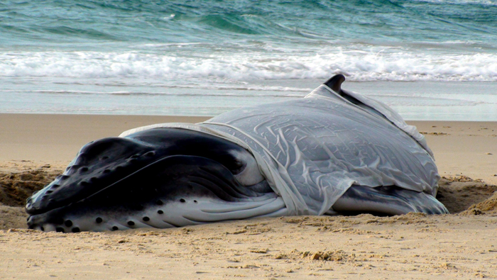 Las ballenas quedaron varadas en una lengua de arena en la punta de la Isla Sur.