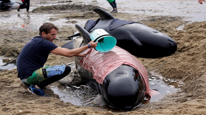 Aún se desconocen las causas que generaron el estancamiento de estas ballenas.