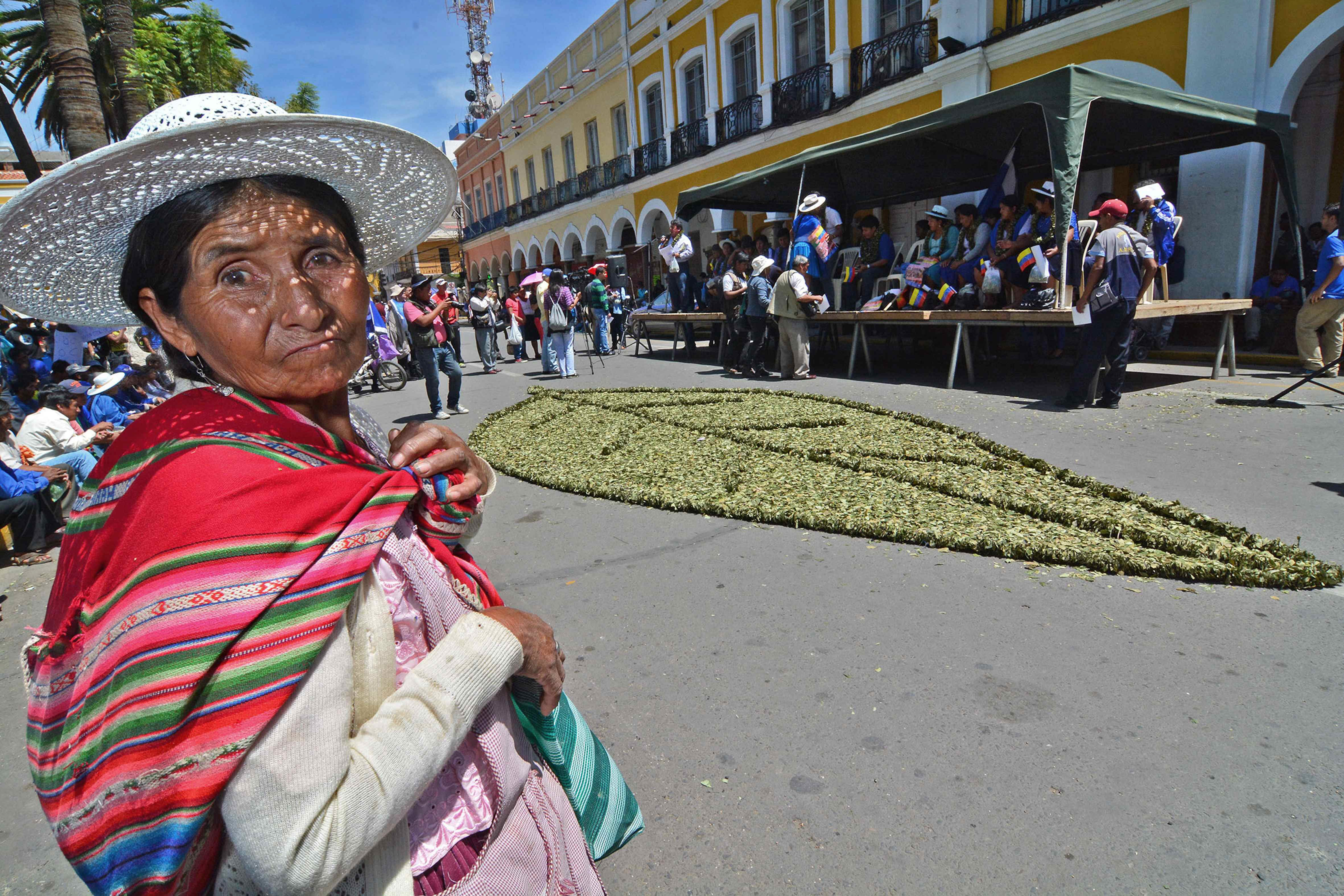 La constitución de Bolivia contempla a la coca como una planta 