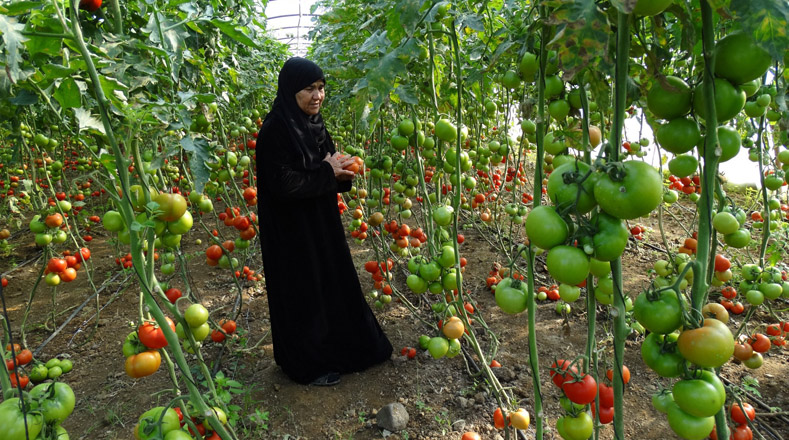 Fatima enfrenta la guerra en Siria a través de su granja de tomates y es que el brutal conflicto no la detuvo para construir un invernadero con fertilizantes, semillas e irrigación por goteo. El Programa de las Naciones Unidas para el Desarrollo (PNUD) le proveyó todo lo necesario para su parcela energético- eficiente.