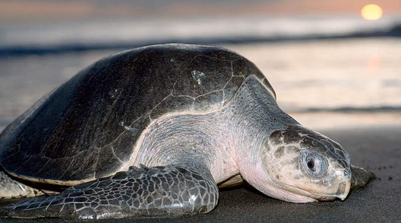 Esta especie de tortuga es considerada vulnerable por los organismos de conservación ambiental.