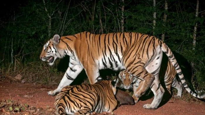 Actualmente en el mundo se estima que existan al menos 4.000 tigres de Corbett, una cifra lejana a los más de 100.000 que se llegaron a registrar. 
