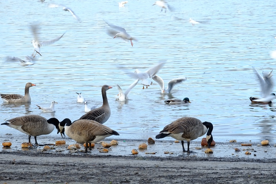 Alimentar a los patos en río o laguna es una de las actividades más encantadoras; sin embargo, esta práctica podría perjudicar la salud de estas aves.