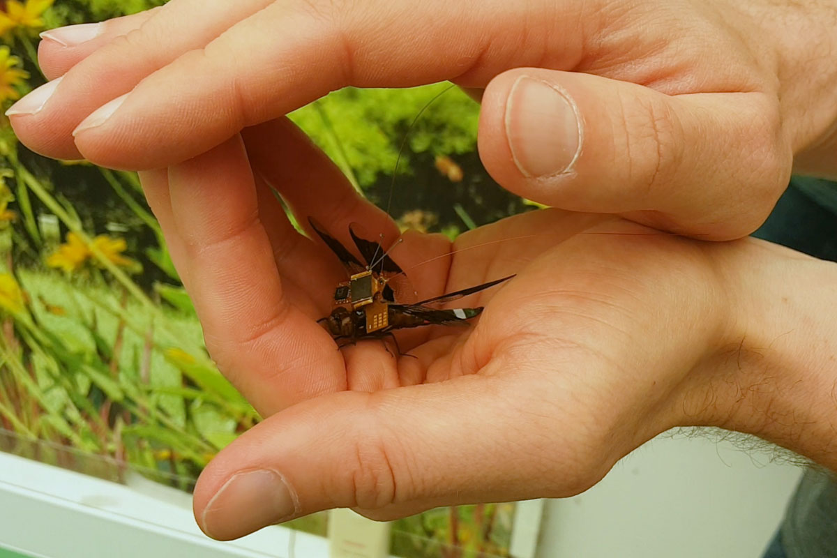 Esta libélula es un ciborg que lleva incorporada una cámara miniatura.