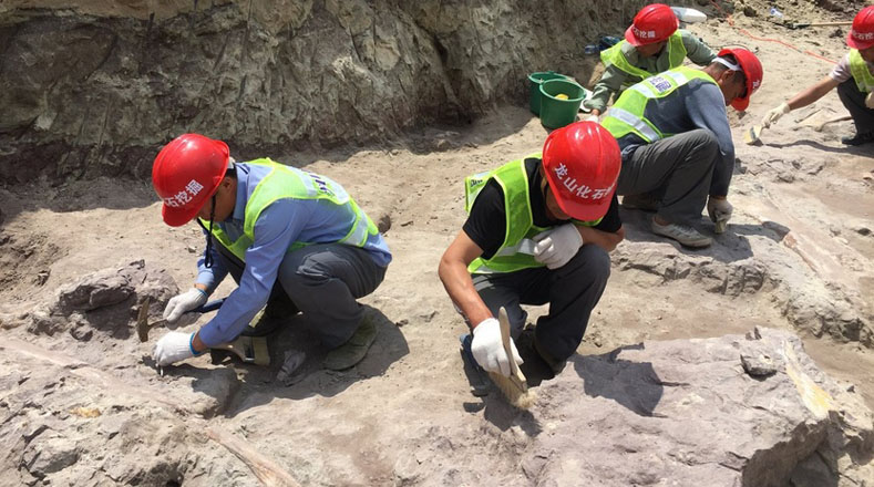Los paleontólogos de la Academia China de Ciencias comenzaron una excavación a finales de mayo.