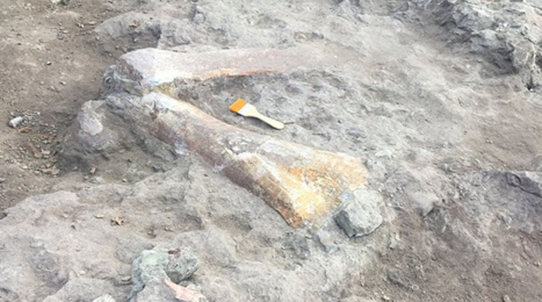 Un fósil de cocodrilo de 1,5 metros de largo fue desenterrado el 1 de junio en China. 