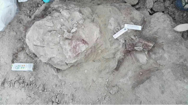 China y Bulgaria hallan fósiles de animales prehistóricos