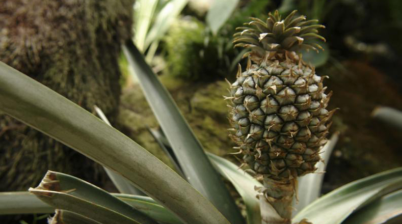En el Amazonas podemos encontrar unas 3.000 especies de frutas, todas comestibles. 