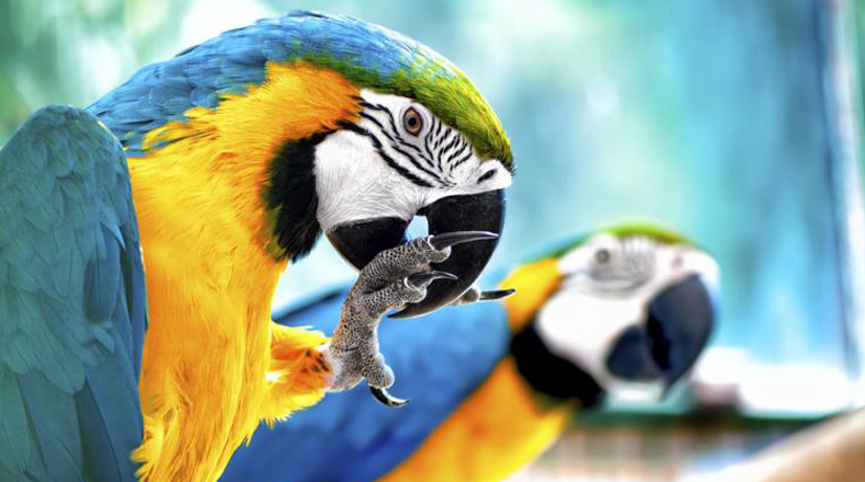 Una de cada cinco aves del mundo pertenecen al Amazonas. La mayoría de estas especies se caracterizan por ser muy exóticas.