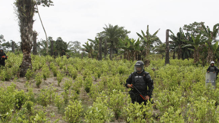 Tumaco, con más de 23.000 hectáreas sembradas, registra el 16 por ciento de todas las plantaciones ilegales en el país, según la ONU.