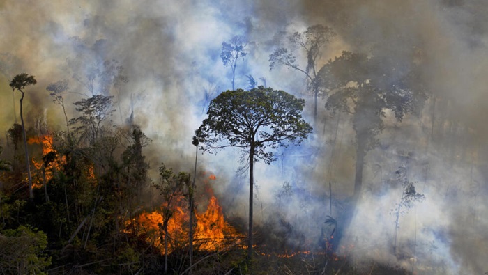 La Amazonia, la mayor selva tropical del mundo, es vital para frenar el catastrófico calentamiento global debido a la enorme cantidad de gases de efecto invernadero que absorbe.