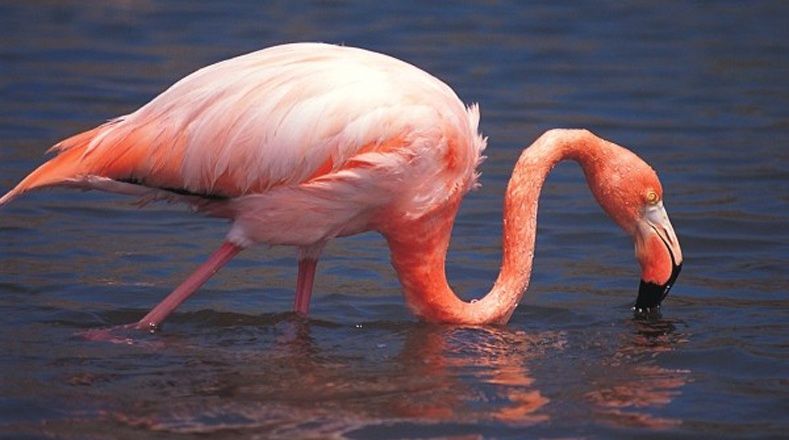 Los flamencos o también llamados flamingos son aves muy originales, pues su cuello tiene forma de una “S”.