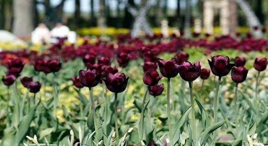 Celebran Festival de Tulipanes y Flores de Primavera en Lituania