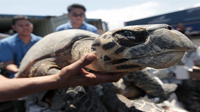 Policías muestran una tortuga, animal en vía de extinción, que fue encontrada junto a otras especies en un cargamento ilegal en Filipinas