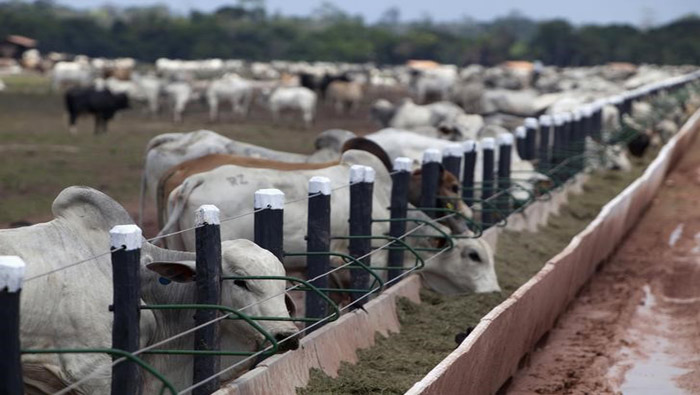 Rusia vislumbra el financiamiento del sostén del ganado vacuno. (Reuters)