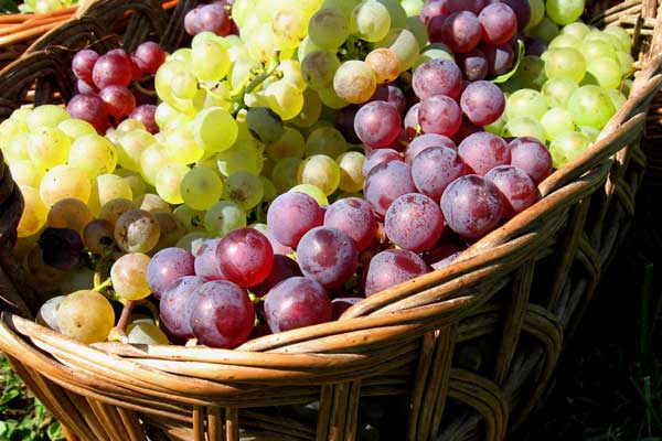 Consumir uvas y pasas reduce riesgo de padecer diabetes infantil. (Foto: Archivo)