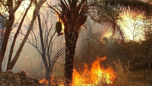 El incendio acabó con más de ocho mil héctareas de bosque. (Foto: Archivo)
